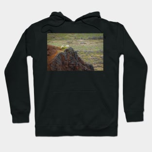 Dall Sheep on Hill Hoodie